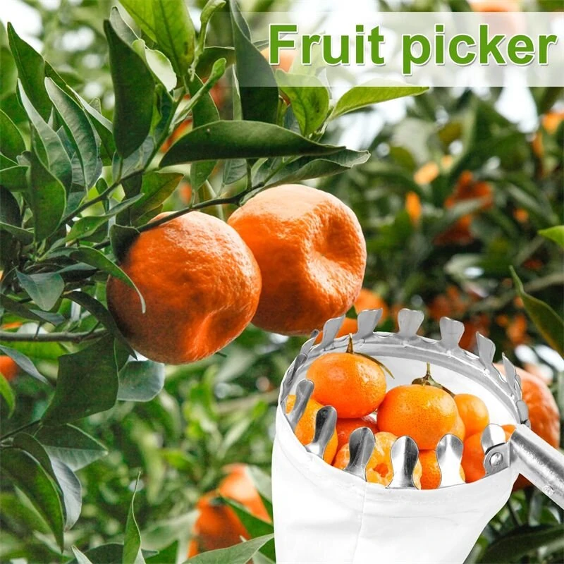 Adjustable Stainless Steel Fruit Picking Pole - 2.4M 3.2M 4M for Tall Trees - Image 4