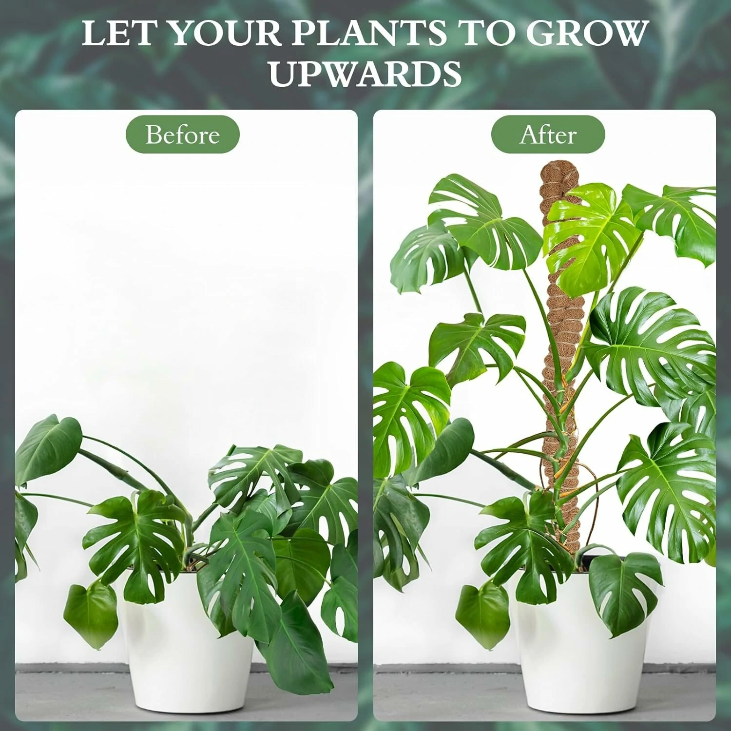 Coconut Fiber Moss Poles 2 Pack - 25 Inch Bendable Plant Support | Eco-Friendly - Image 2